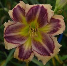 Maybe you would like to learn more about one of these? The Lily Auction The Fun Daylily Marketplace