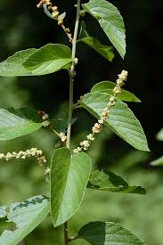 Image result for Gouania scandens