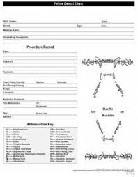 Feline Dental Chart Form Pet Vet Pet Clinic Vet Clinics