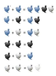Silkie Breeding Chart By Ashley Ford Chicken Breeds