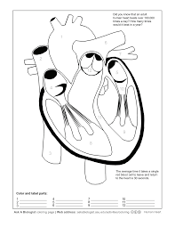 This coloring sheet features anatomy of flower. Https Askabiologist Asu Edu Sites Default Files Resources Coloring Pages Pdf Aab Human Heart Coloring Worksheet 2 Pdf