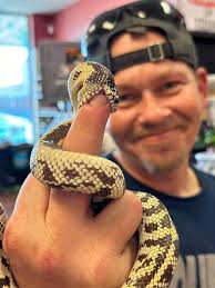 Exotic pets, including blue tongue skinks
