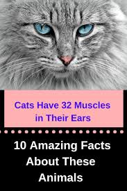 10 Amazing Facts About These 10 Animals Fun Facts Fun Facts About Animals Animal Facts