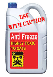 Some chemicals taste especially good to cats. Spot Antifreeze Poisoning This Winter Brentknoll Vets Vets In Worcester