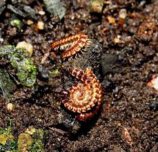 Image result for Oxyrhachis gracillima