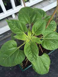 We did not find results for: Baby Sunflower Plant Leaves Plants Nature Photos