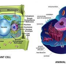 Check spelling or type a new query. Cell Structure And Function Chart Download Scientific Diagram