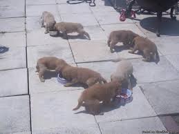 1 year genetic health guarantee, shots up to date with complete health papers. Golden Retriever Puppies Price 350 For Sale In Port Saint Lucie Florida Best Pets Online