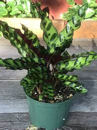 Rattlesnake Plant Calathea Lancifolia House Plant 6 Pot House Plant Pots Plants House Plants