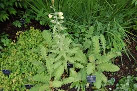 Image result for Mikaniopsis