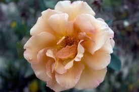 Roses painting bright roses abstract flowers art roses original painting roses on the wall wall decor 16 x 12 inches by julia bond. File Julia S Rose 4495885153 Jpg Wikimedia Commons