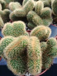 Chaque pièce est coupée à la main. Cleistocactus Cristata Le Cactus Fleuri