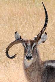 Goats and native to central africa, the giant eland is the biggest antelope in the world. 40 Beautiful Pictures Of Animals With Horns Animals With Horns Interesting Animals Animals Wild
