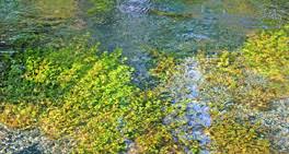 Image result for Submerged Floating Plants