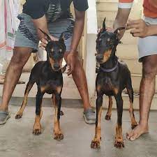 The cheapest offer starts at £10. European Lineage Doberman Female Puppies For Sale Ear Cropped Champion Lineage Deliverey Not Available Contact Doberman Puppies For Sale Doberman Puppy Puppies
