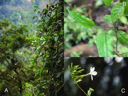 Image result for Euphorbia dawei