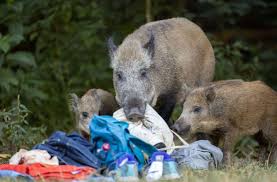 Unfalle Mit Wildschweinen Wildschweine Auf Autobahn Unterwegs Mehrere Tiere Verendet Panorama Stuttgarter Nachrichten