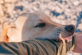Treat any wounds caused by potentially rabid animals. Dog Bite And Rabies Prevention The Role Of One Health