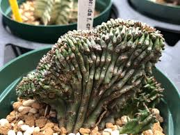 Image result for Euphorbia fanshawei