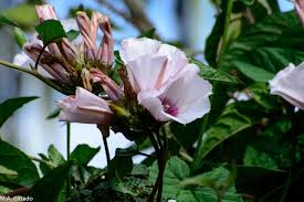 Image result for Ipomoea tenuirostris