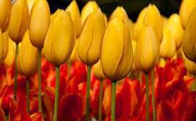When to plant tender bulbs in the south? Super Tulip Bike And Barge Tour Netherlands Tripsite