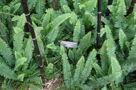 Image result for Arthropteris