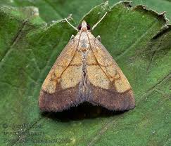 Image result for Evergestis limbata