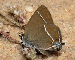 Image result for Satyrium buchananii