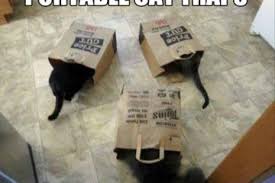 31 Fantastic And Inspirational Quotes For Bravery And Determination Cat Traps Funny Cat Memes Cat Memes