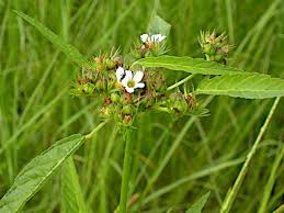 Image result for Melochia corchorifolia