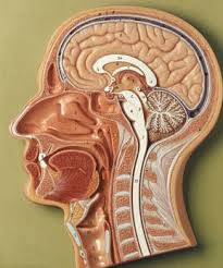 Maybe you would like to learn more about one of these? Anatomy Models And Videos Nursing Program Guide Libguides At Northeast Wisconsin Technical College