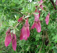 Image result for Securidaca longepedunculata