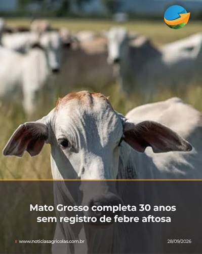 Sistema Famato destaca trabalho cont&iacute;nuo dos pecuaristas para preservar a sanidade do rebanho Mato Grosso completou 30 anos sem registro de febre aftosa em 2026. O &uacute;ltimo foco da doen&ccedil;a no estado
