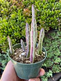Image result for Senecio forbesii