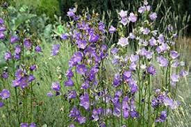 Image result for Wahlenbergia ericoidella