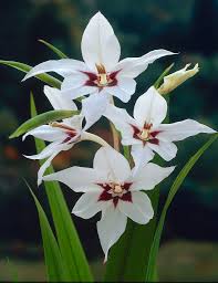 Image result for Gladiolus murielae