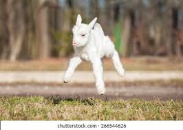 Baby Goat Jumping Images Stock Photos Vectors Shutterstock