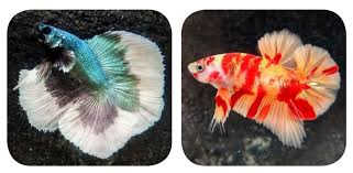 Betta fish are best known for being small, colorful pets with big personalities. Betta Fish Bring Joy To Owners During Covid 19 Sat August 29 2020 The Jakarta Post