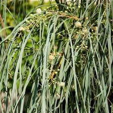 Image result for Gnidia stenophylla