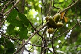 Image result for Uvaria acuminata