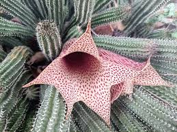 Image result for Hypoxis parvifolia