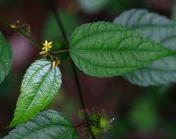 Image result for Triumfetta annua