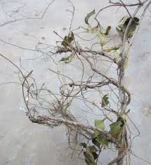 Image result for Cassytha filiformis