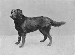 The head is long with a fairly flat skull. Champion Flat Coated Retriever Black Queen 1925 Flat Coated Retriever Vintage Dog Retriever