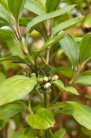 Image result for Erlangea remifolia