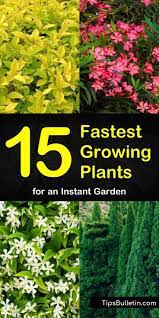 Come Learn How To Transform Your Backyard Into A Gardening Paradise Using The Fastest Growing Shru Fast Growing Shrubs Fast Growing Flowers Fast Growing Plants