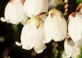 Wedding Day Customs Flower Essences Flower Remedy Heather Flower