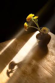 Organizationally Impaired Dandelion Light And Shadow Photography Beautiful Flowers