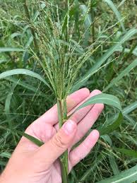 Image result for Panicum infestum