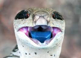 The natural habitat of the blotched blue tongue skink is forests, woodlands and heath lands of south eastern australia. 21 Blue Tongued Skink Facts All 8 Types Ultimate Guide Everywhere Wild